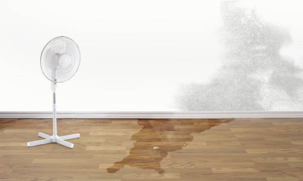 Best Water damage repair service  in Shenandoah, IA