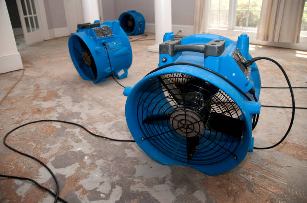 Best Mold removal after water damage  in Shenandoah, IA